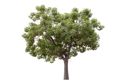 Green tree is isolated on a white background. clipping path