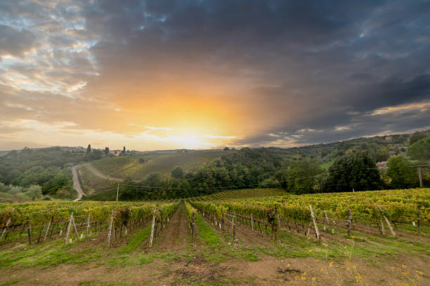 istock Vineyard in Montalcino under a dramatic sky at sunset 1475523628