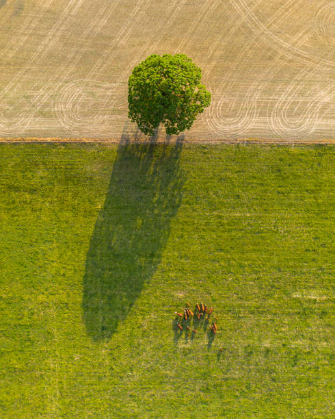 An aerial view of a field with a group of cows and a large tree during golden hour in southern Indiana. The tree casts a long shadow onto the ground below.