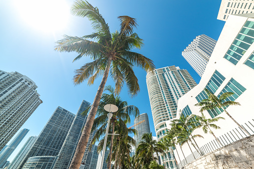 Palm trees and skyscrapers in downtown Miami, USA