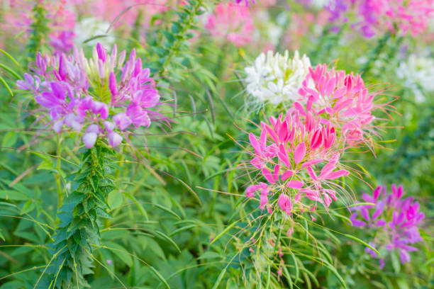 The Cleome Hassleriana commonly known as Spider flower, Spider plant, Pink Queen, or Grandfather's Whiskers, in the garden. Cleome Hassleriana commonly known as Spider flower, Spider plant, Pink Queen, or Grandfather's Whiskers, in the garden. spider flower stock pictures, royalty-free photos & images