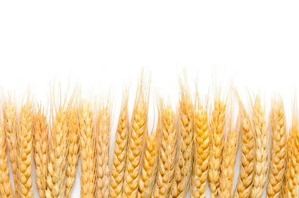 Dried wheat on white background with copy-space.