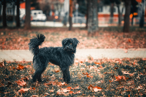 Photography of the stray dog who lives in the city park. Photo is taken for a  adoption purpose