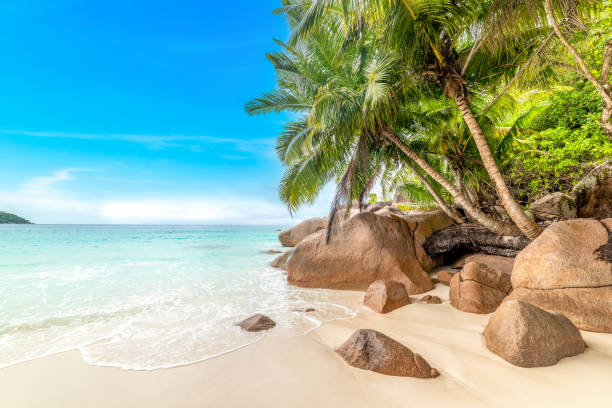 istock Coconut palm trees nad granite rocks by the sea 1475528150