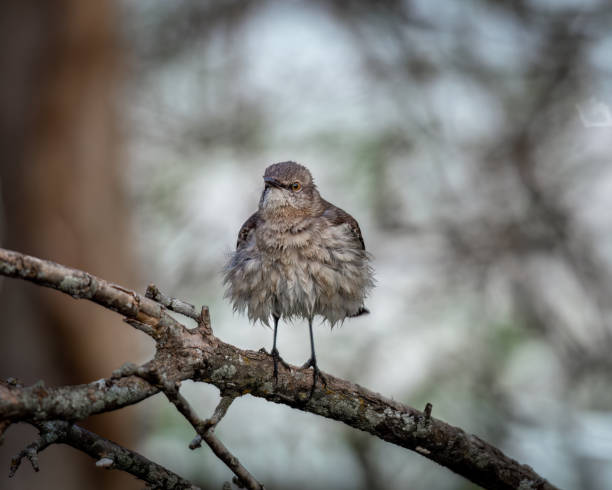 Fierce and Feisty: Capturing the Angry Northern Mockingbird in Action stock photo