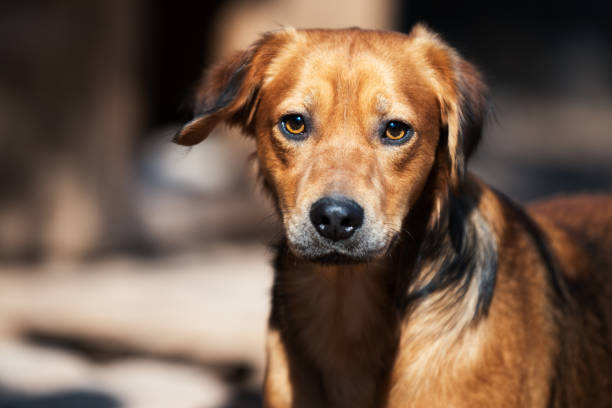 head of a common dog looking at the horizon seen from behind