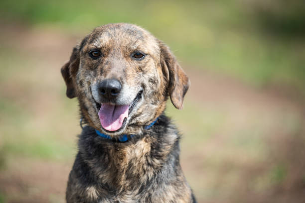 istock Homeless dog photo 1475529993