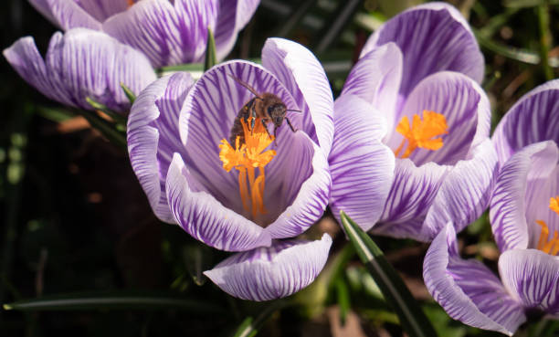 Bee collecting nectar from a purple flower during sunny day.\nA purple crocus with an orange stamen. Sandomierz Poland
