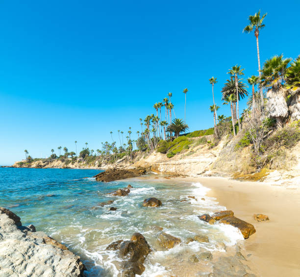 istock Palm trees by the sea in Laguna Beach 1475531636