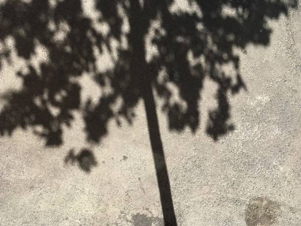 istock shade of a tree on the asphalt 1475531691