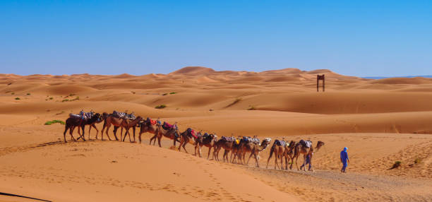 istock Camel caravan in the sahara desert 1475533005
