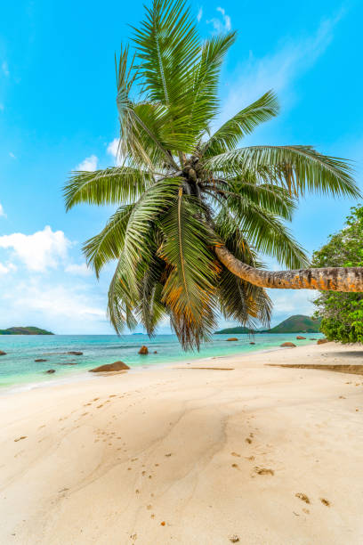 istock Palm tree by the sea in Anse Boudin beach 1475533101