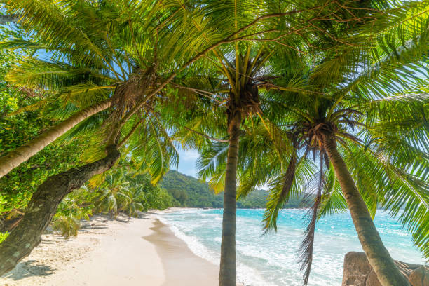 istock Coconut palm trees and turquoise water in Anse Lazio beach 1475533533