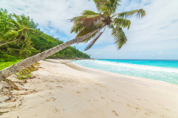 istock Palm trees by the sea in Anse Georgette 1475533938