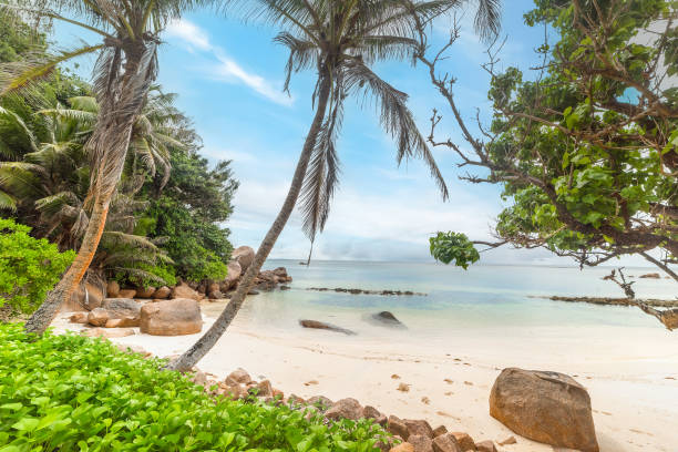 istock Palm trees by the sea in Anse Consolation 1475534115