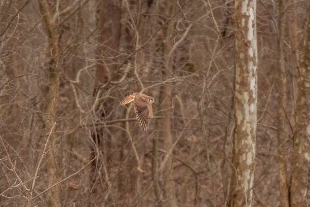 istock American Kestrel flies over the marsh 1475536486