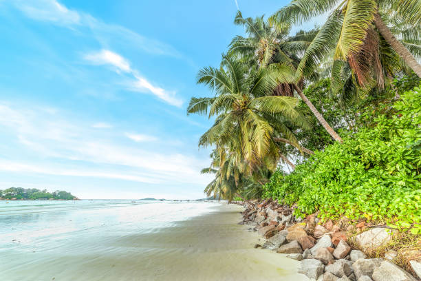 istock White sand and palm trees in Anse Volbert 1475537227