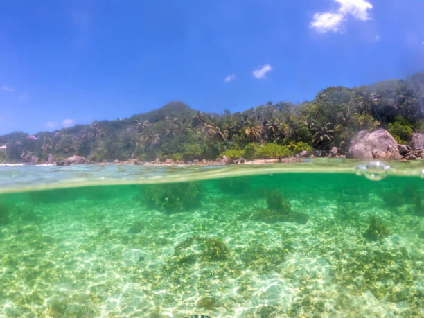 istock Split underwater view of Anse Royale shore 1475537287