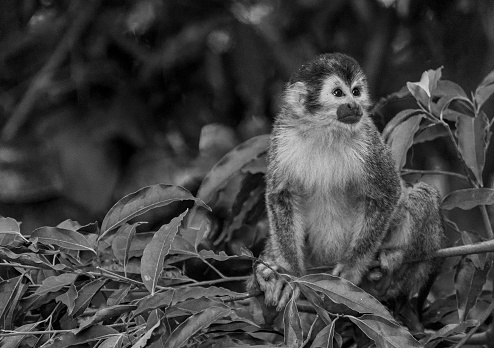 Wild squirrel monkey in Manuel Antonio National Park on the Pacific Coast of Costa Rica