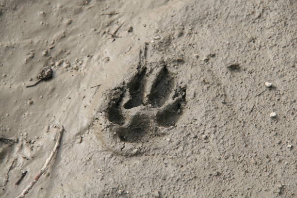 istock Dog foot print 1475537925