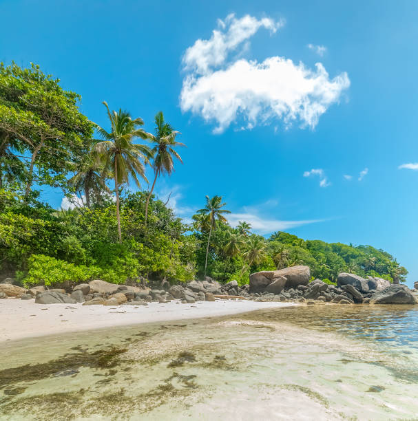 istock Clear water, palm trees and granite rocks in Anse Royale beach 1475540394