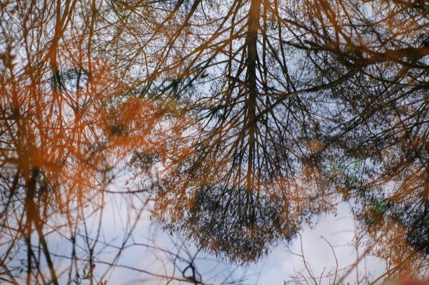 istock Reflection of trees in a puddle. Abstract nature background. 1475541734