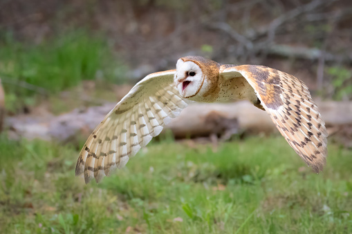 A british barn owl flying through the forest