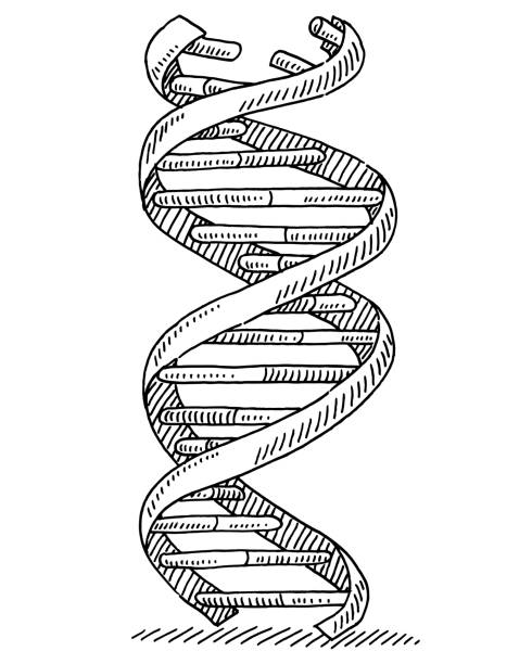 DNA Strand Genetics Symbol Drawing vector art illustration