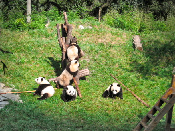 panda che si godono insieme nella riserva naturale - panda outdoors horizontal chengdu foto e immagini stock