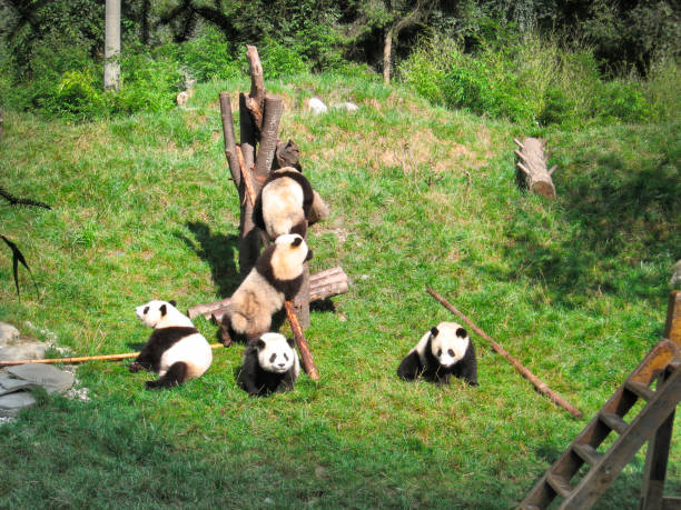 istock Pandas enjoying together in the nature reserve 1475542984