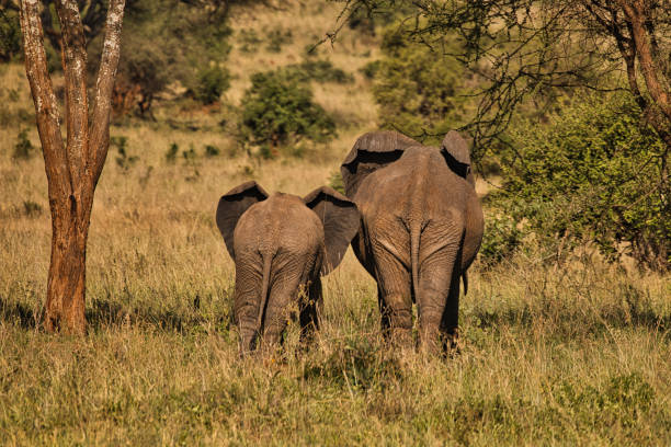 istock Two elephants walk together in the distance 1475543146