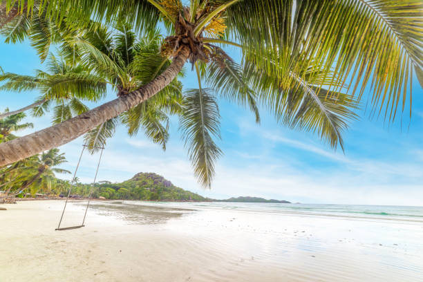 istock Palm trees in Anse Volbert beach on a sunny day 1475544492