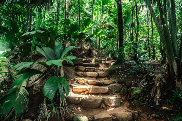 istock Stone steps in the Vallee de Mai jungle 1475544556