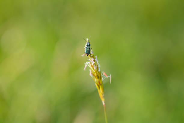 Two-spot wart beetle ( Malachius bipustulatus ) on a plant in green nature