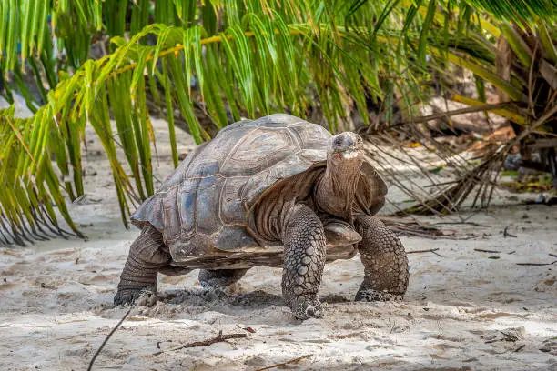 Photo of Giant turtle by a palm tree in Anse Severe