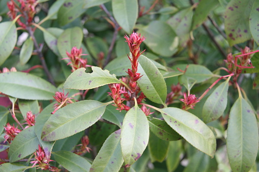 Photinia red robin plant - new leaf shoots