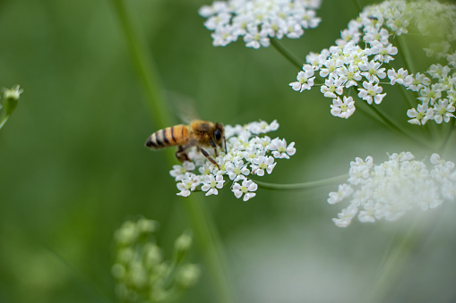 Bee collects pollen for honey from white flower. Anise flower field. caraway flower. Fresh medicinal plant. Blooming cumin field background on summer sunny day.
