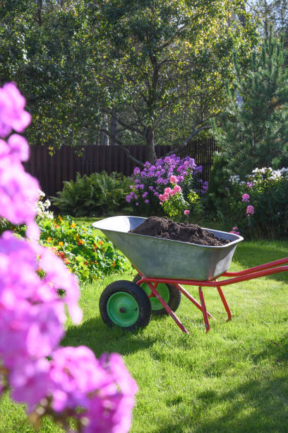 istock Wheelbarrow full of humus and compost on backyard. 1475546454