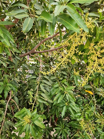 A mango tree has appeared of its flower that soon to be a mango fruits