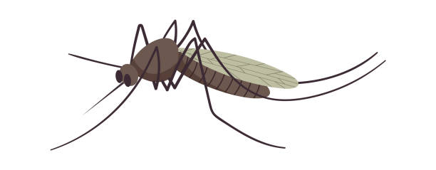 Gnat Vector 80+ Dead Gnat Stock Illustrations, Royalty-Free Vector Graphics & Clip ...
