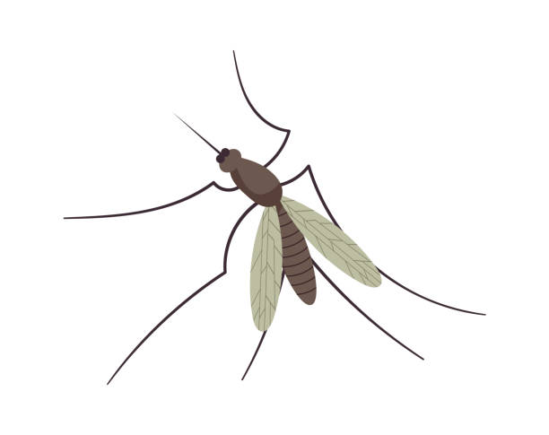 Gnat Vector 70+ Dead Gnat Stock Illustrations, Royalty-Free Vector Graphics & Clip ...