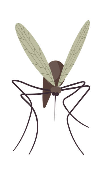 Gnat Vector 80+ Dead Gnat Stock Illustrations, Royalty-Free Vector Graphics & Clip ...