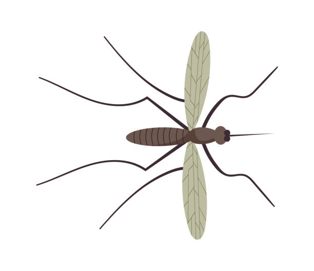 Gnat Vector 70+ Dead Gnat Stock Illustrations, Royalty-Free Vector Graphics & Clip ...