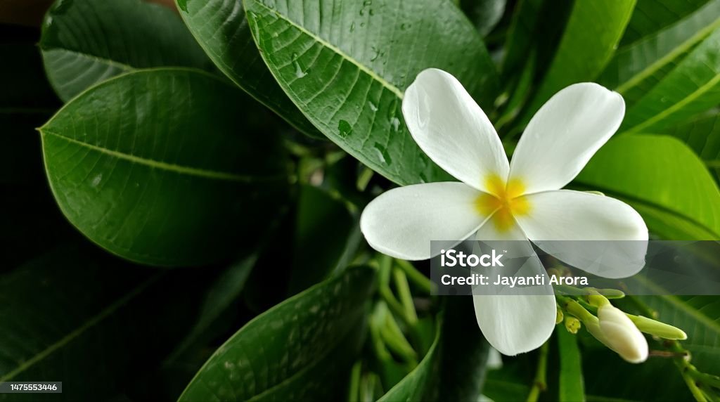 White Flower  With Green Leaves Beauty Stock Photo