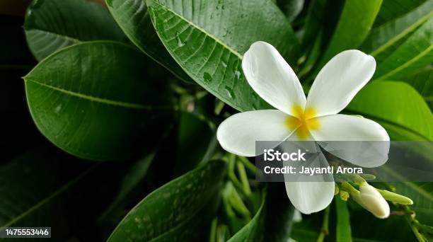 White Flower With Green Leaves Stock Photo - Download Image Now - Beauty, Beauty In Nature, Blossom