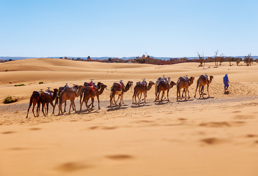 Camel caravan in Sahara desert