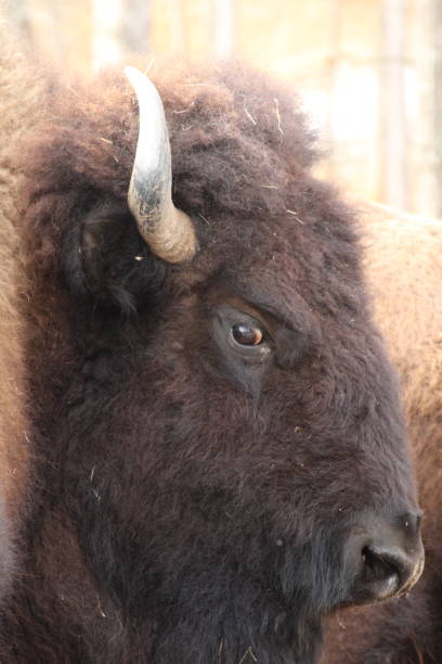 istock American Bison / Buffalo 1475553999