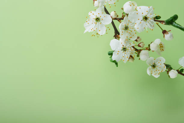 istock Spring Cherry Blossom. Abstract background of macro cherry blossom tree branch on green background. Happy Passover background. Spring womens day concept. Easter, Birthday, womens or mothers holiday. 1475554422