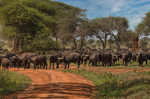 Buffalo herd in Tarangire National Park. Tanzania.