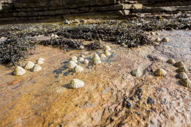 Patella vulgata, the common limpet, is a frequent site on the coast of the United Kingdom.  When the tide comes in they move around scraping algae from the rocks with their tongues, which are the world's strongest known biological structure.